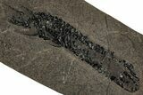 Devonian Lobed-Fin Fish (Osteolepis) Fossil - Scotland #354101-1